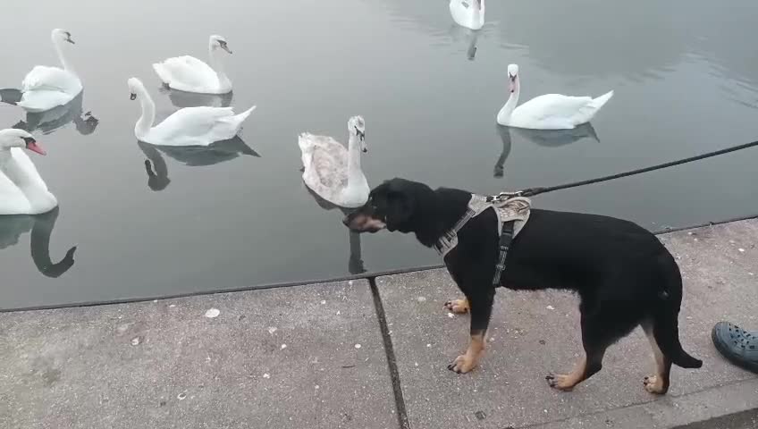 Mixed Breed dogs for adoption: Bella, 2 yrs old. Reserved STC. - Video 1