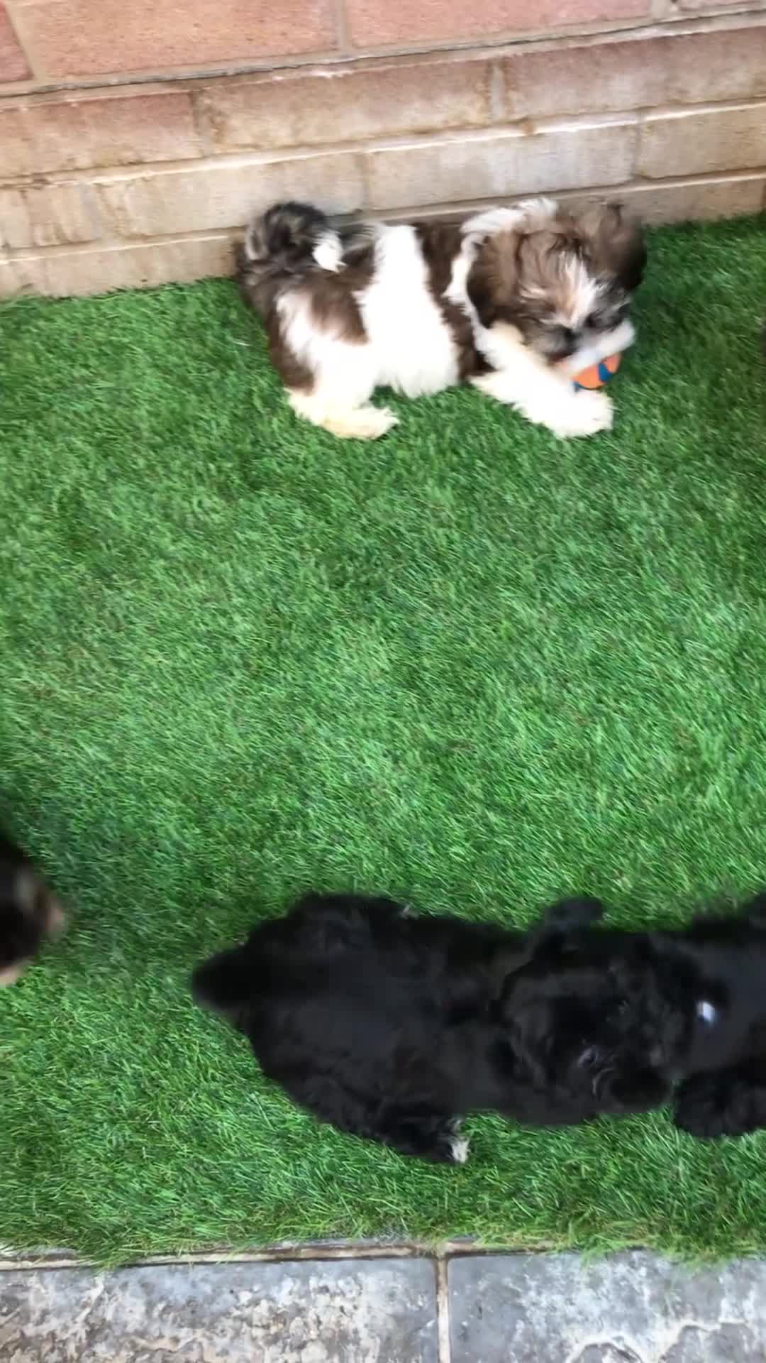 Havanese dogs for sale: Stunning Havanese puppies  in Bournemouth - Video 1