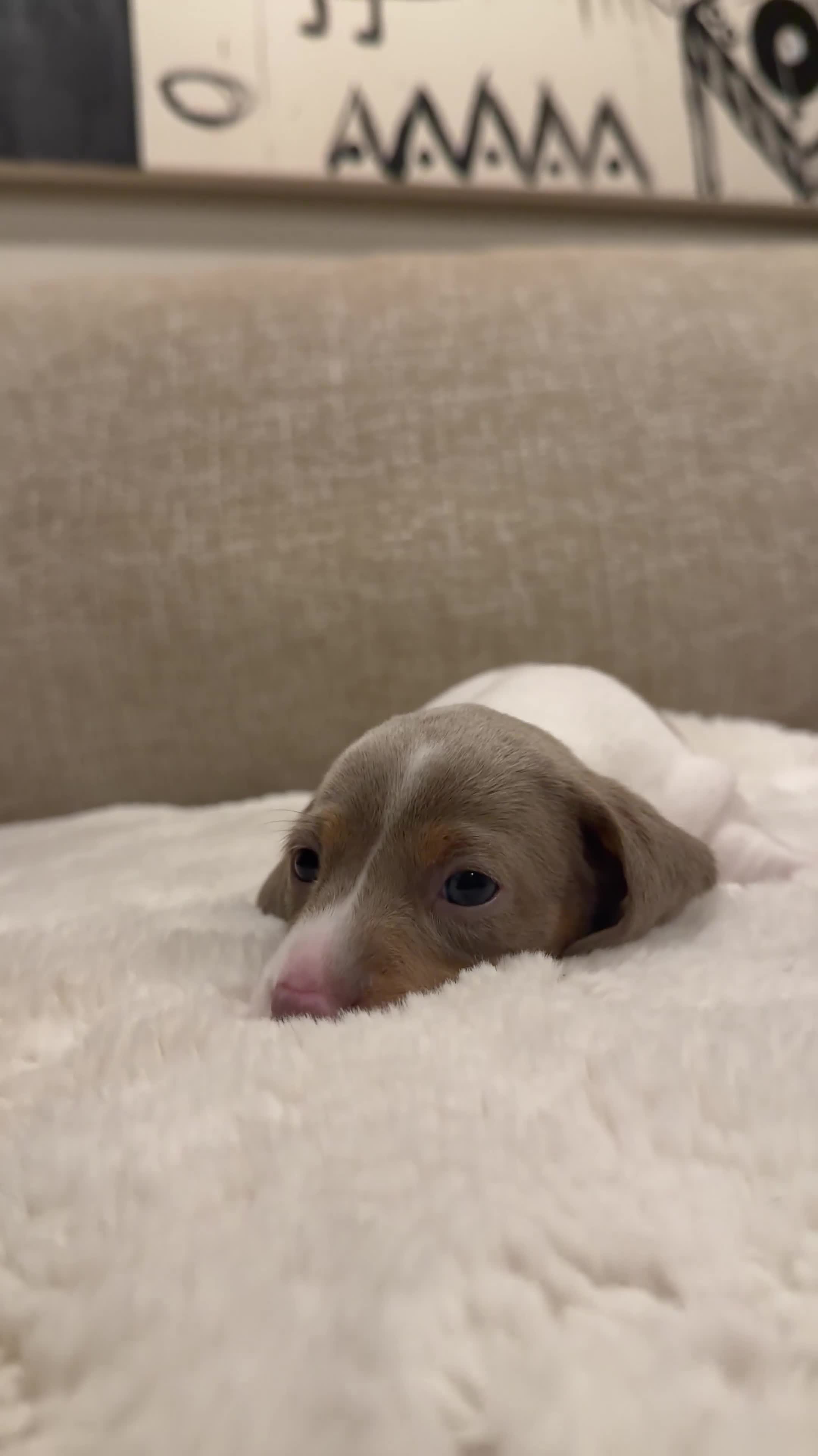 Miniature Dachshund dogs for sale: KC Registered MiniatureDachshund, best bloodlines - Video 3