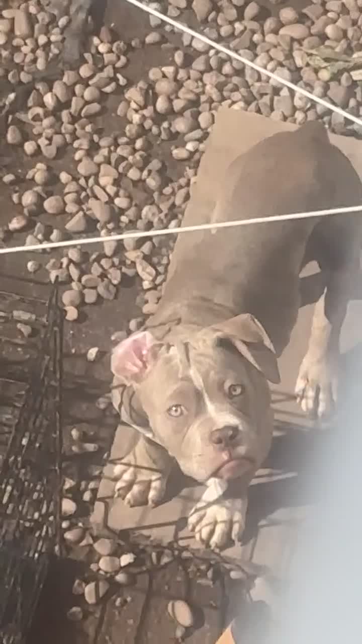 American Bully dogs for sale: REDUCED Stunning pocket bully pups for sale  - Video 1