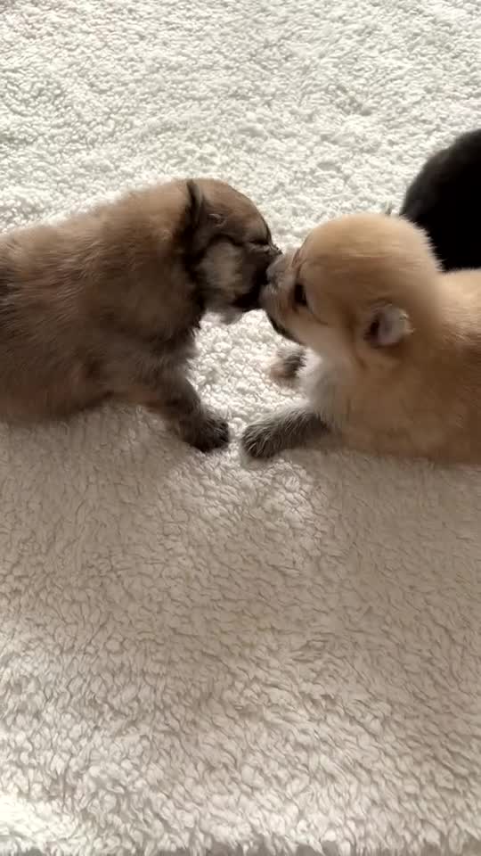 Pomeranian dogs for sale: Pomeranian pups🩵🩷 - Video 2