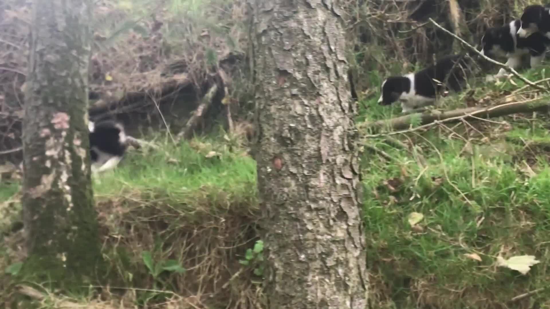 Border Collie dogs for sale: Border Collies Farmbred  - Video 3