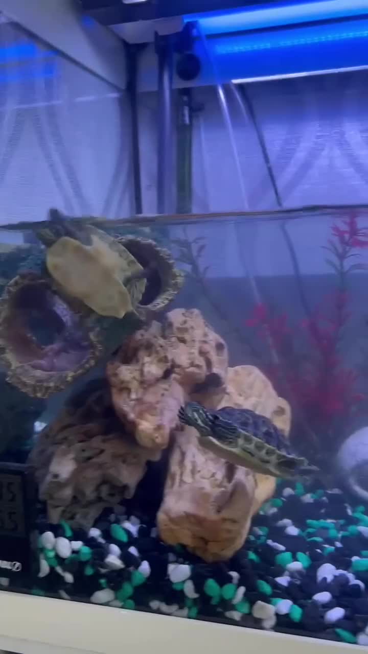 Terrapin reptiles for sale: 2x diamondback terrapins & juwel tank setup - Video 1