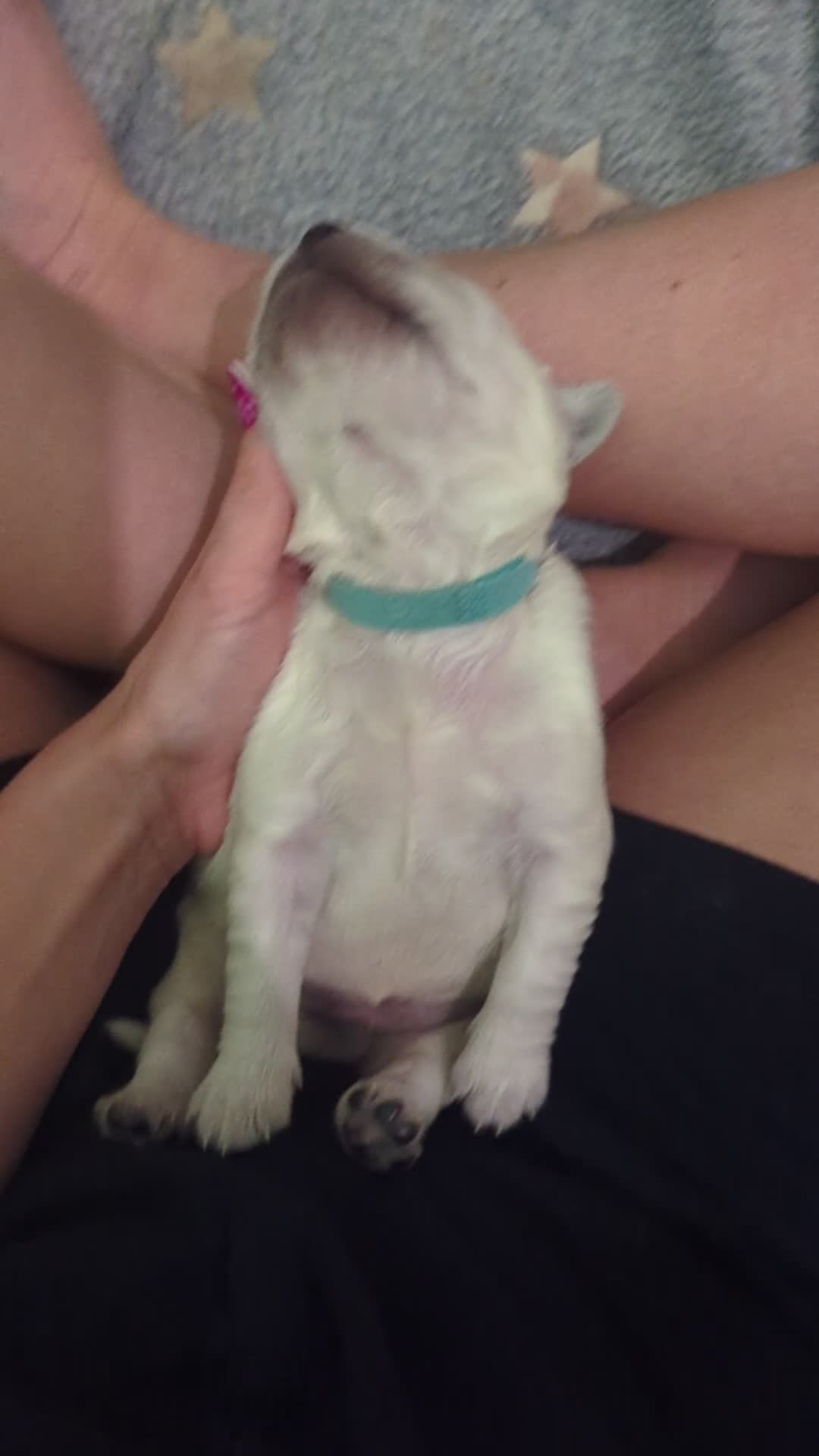 Golden Retriever dogs for sale: 🐾6  Golden Retriever Puppies! 🐾 - Video 1