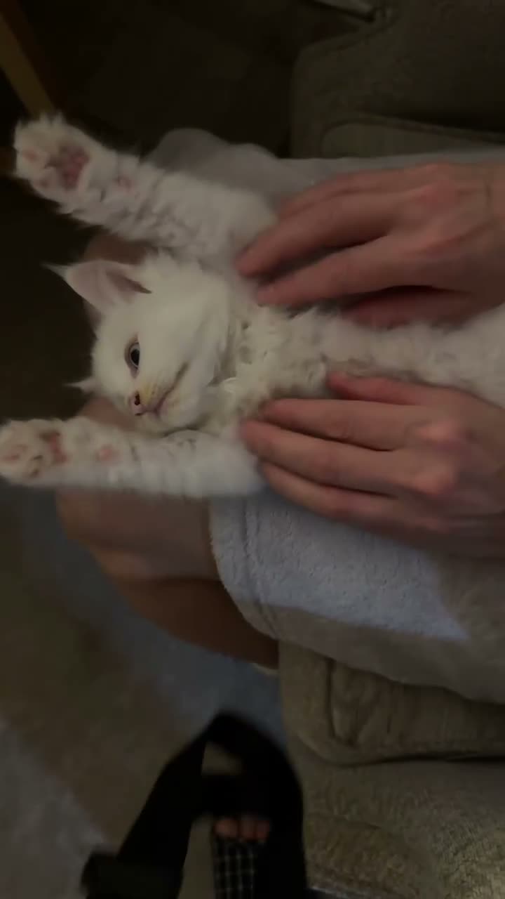 Maine Coon cats for sale: Beautiful White Maine Coon Kittens – Boy & Girl - Video 2