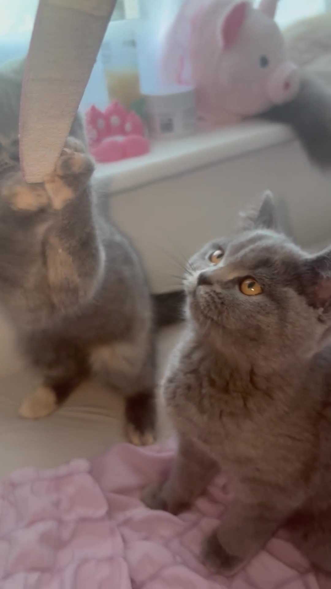 British Shorthair cats for sale: 💕two stunning blue girls 💕 - Video 1