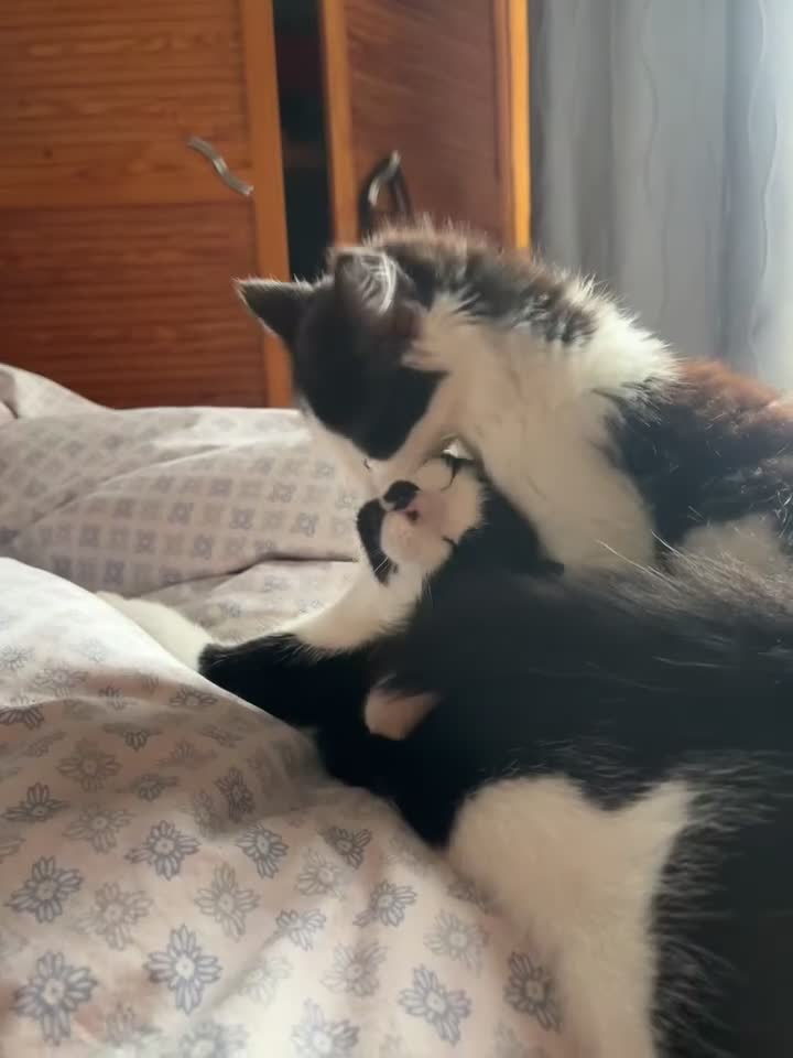 Mixed Breed cats for sale: Gorgeous Affectionate Boy - Video 4