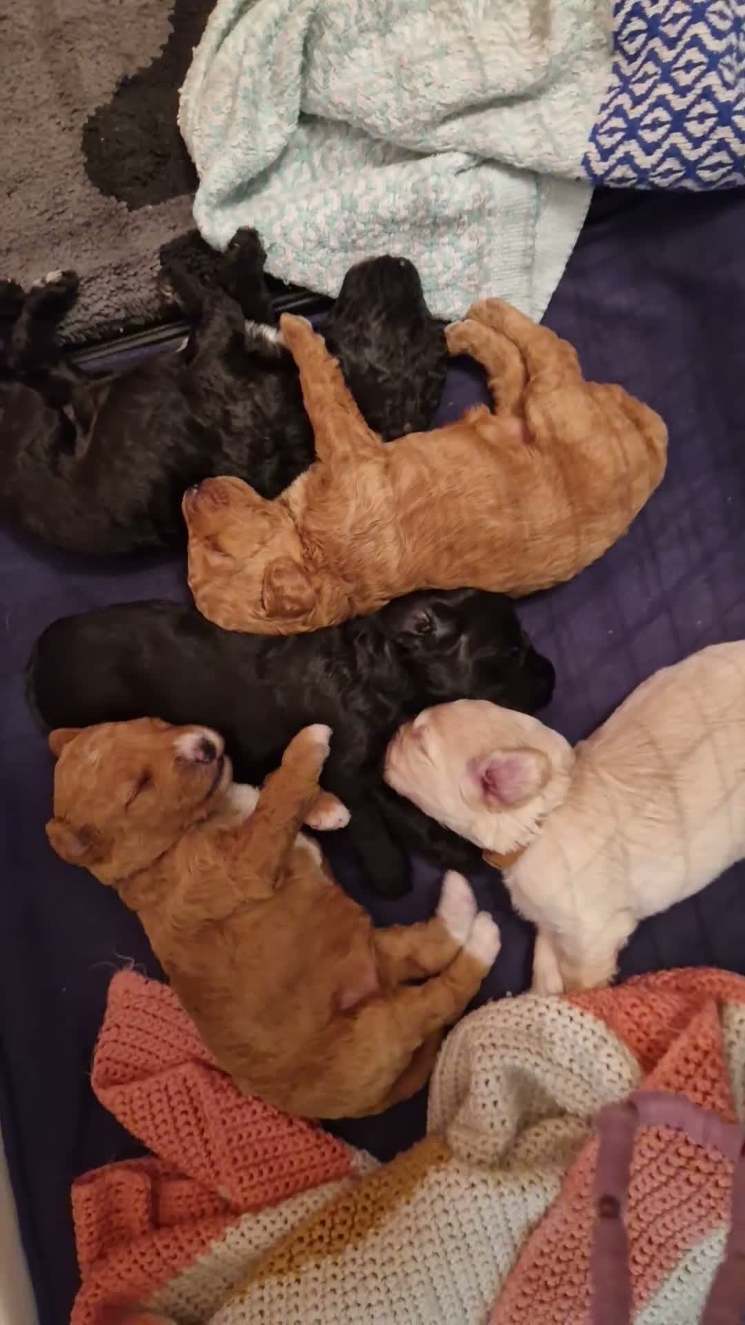 Cockapoo dogs for sale: Beautiful miniature/toy cockerpoos  - Video 1