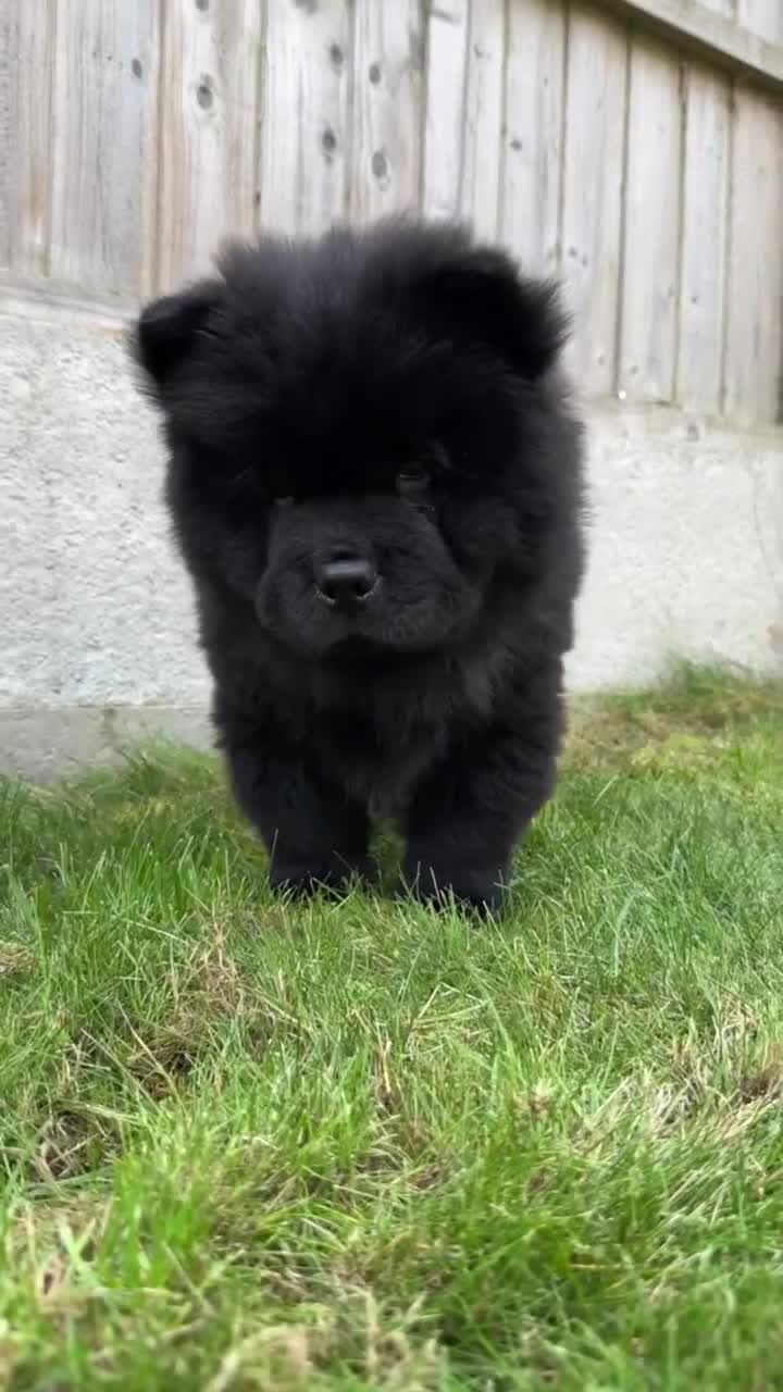 Chow Chow dogs for sale: Black chow chow full pedigree - KC registered  - Video 1