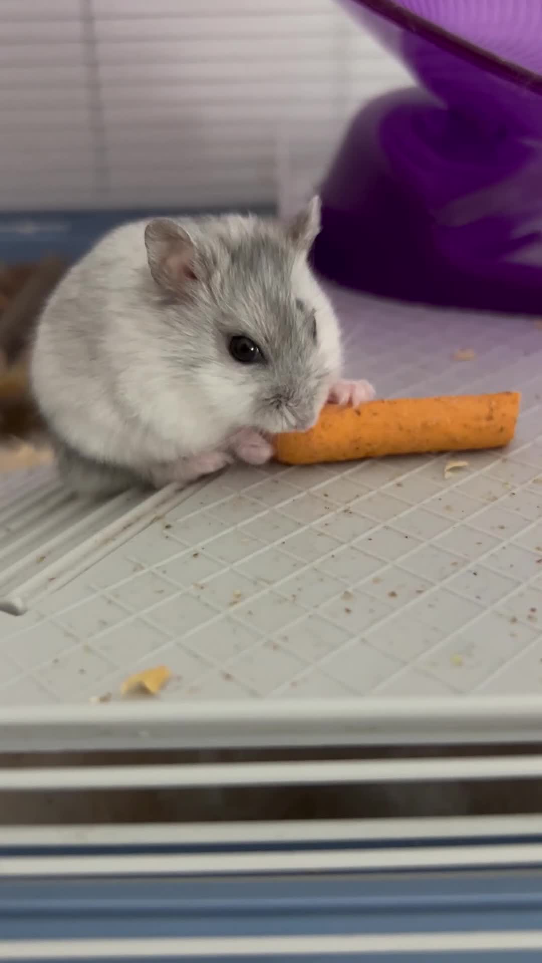 Hamster rodents for sale: Hamster with cage and accessories for sale - Video 1