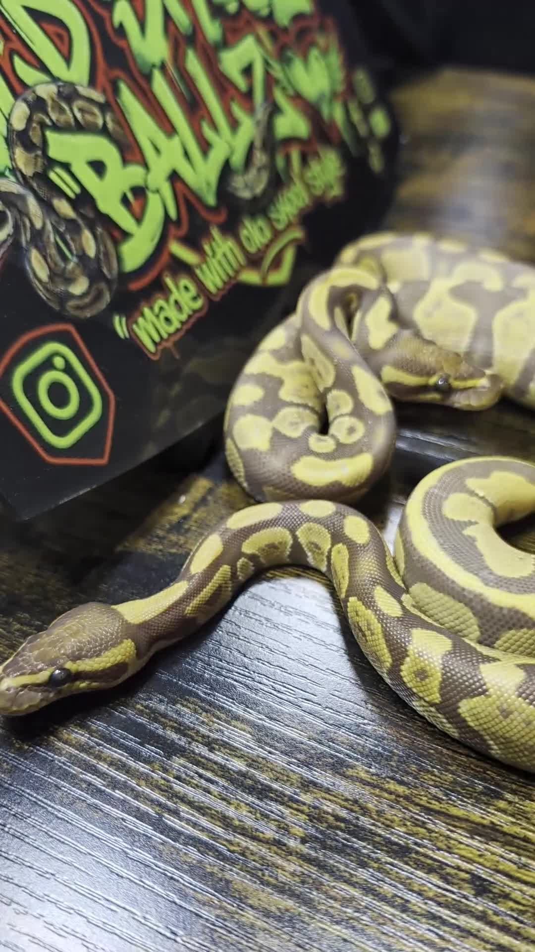 Python Snake reptiles for sale: Ultramel female ball python  - Video 1