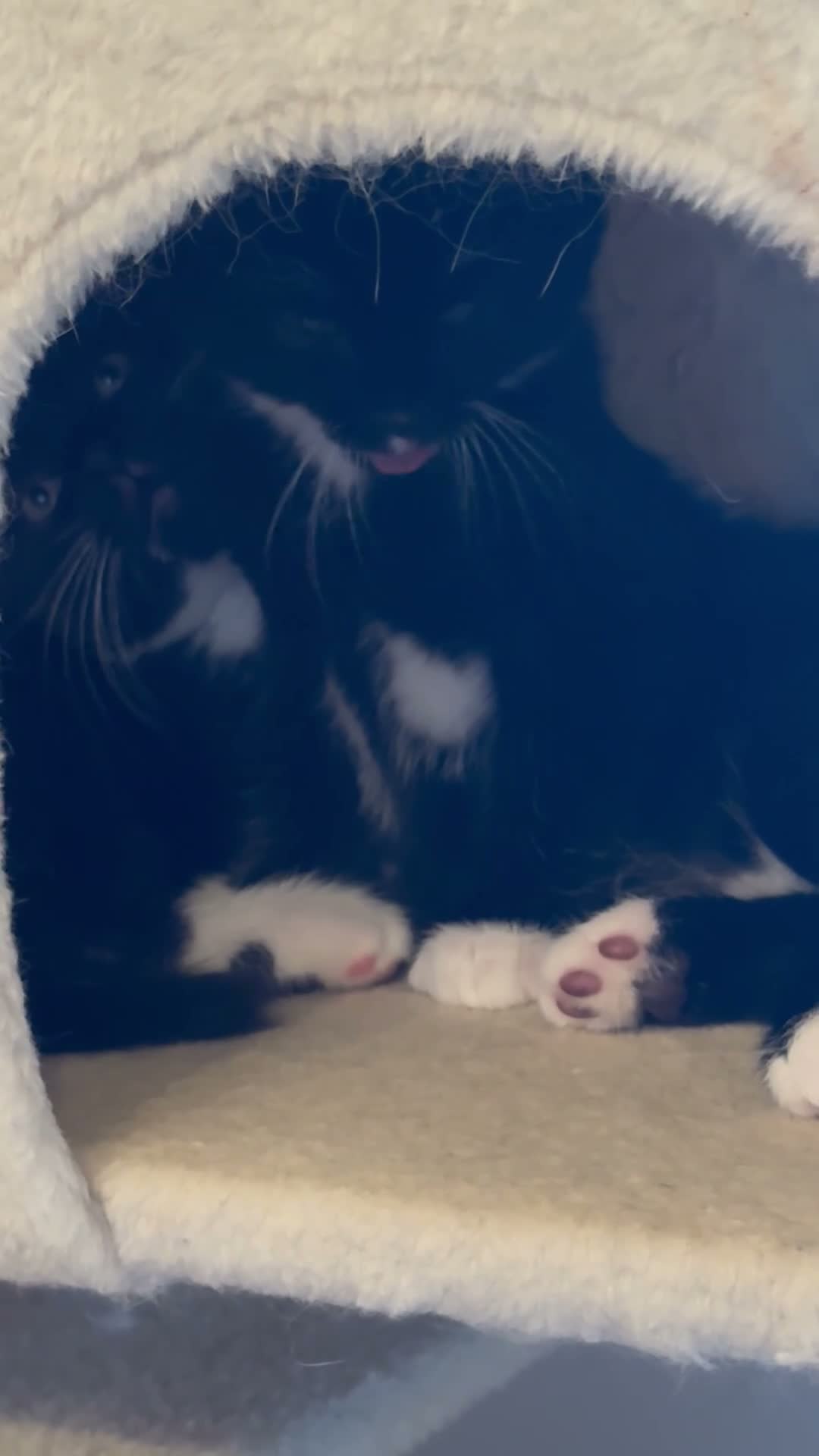 Mixed Breed cats for sale: Beautiful fluffy tuxedo kittens available now - Video 1