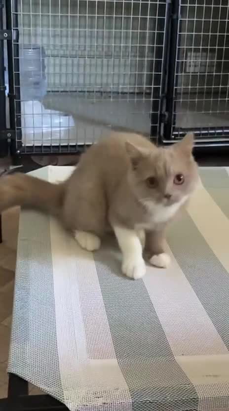 British Shorthair cats for sale: GCCF & TICA REG Fawn and white male - Video 1