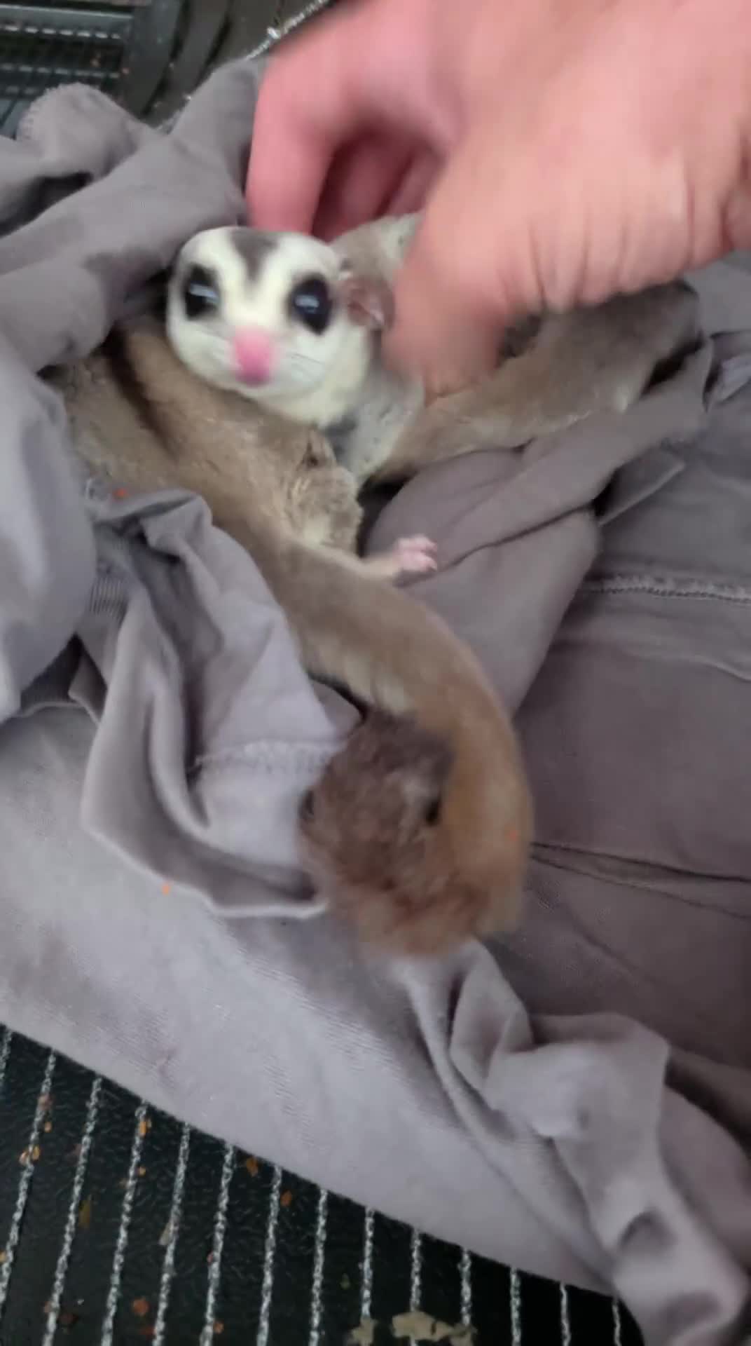 Sugar Glider rodents for sale: 2 male sugar gliders selling with all equipment  - Video 1