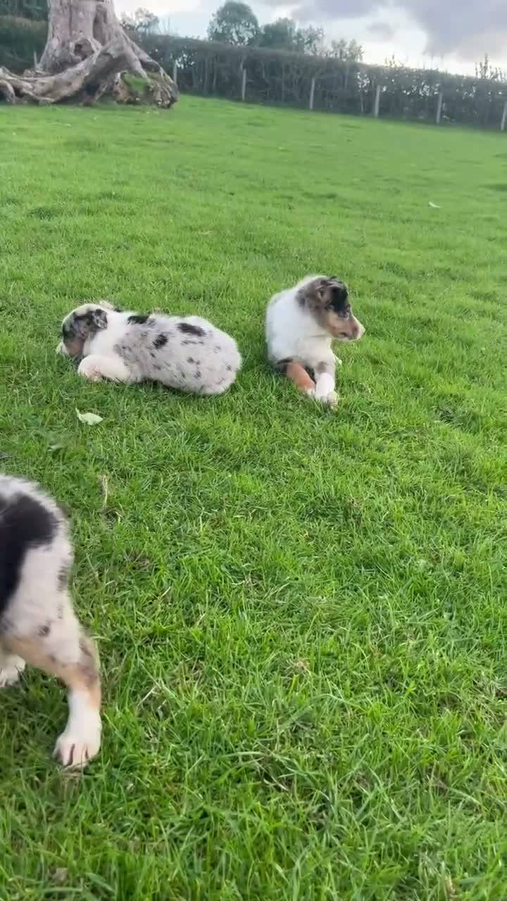 Border Collie dogs for sale: 7 beautiful border collies  - Video 1