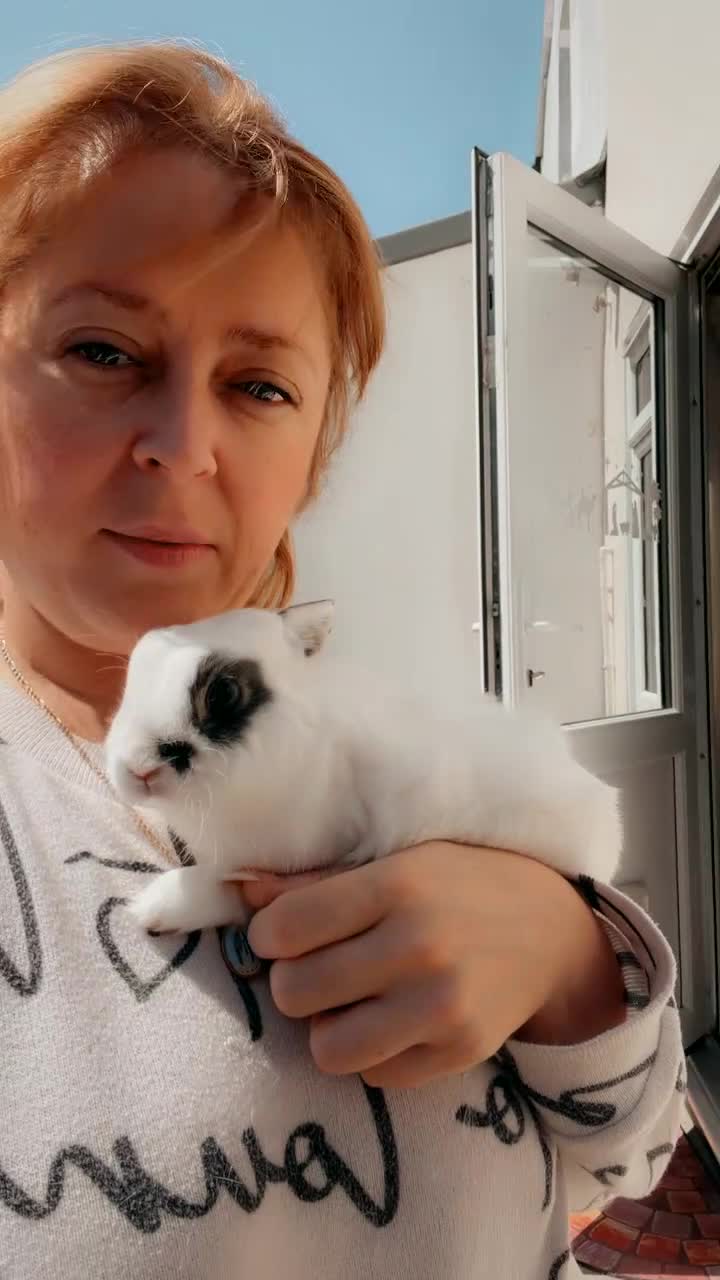 Netherland Dwarf rabbits for sale: Netherlands dwarf boy - Video 2