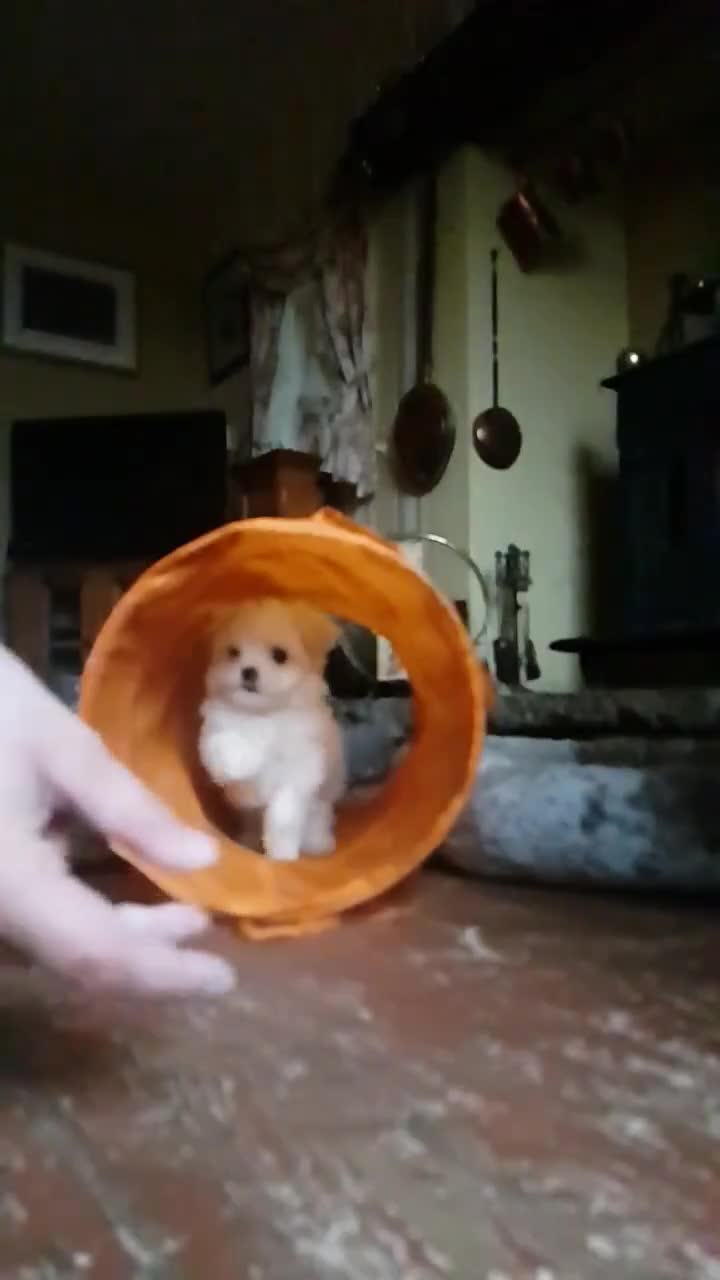 Maltese dogs for sale: KC Registered Maltese Puppies - Video 4