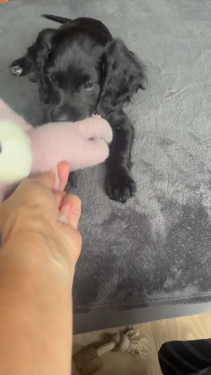 Cocker Spaniel dogs for sale: Health Tested Cocker "Saya" ready now in London - Video 1