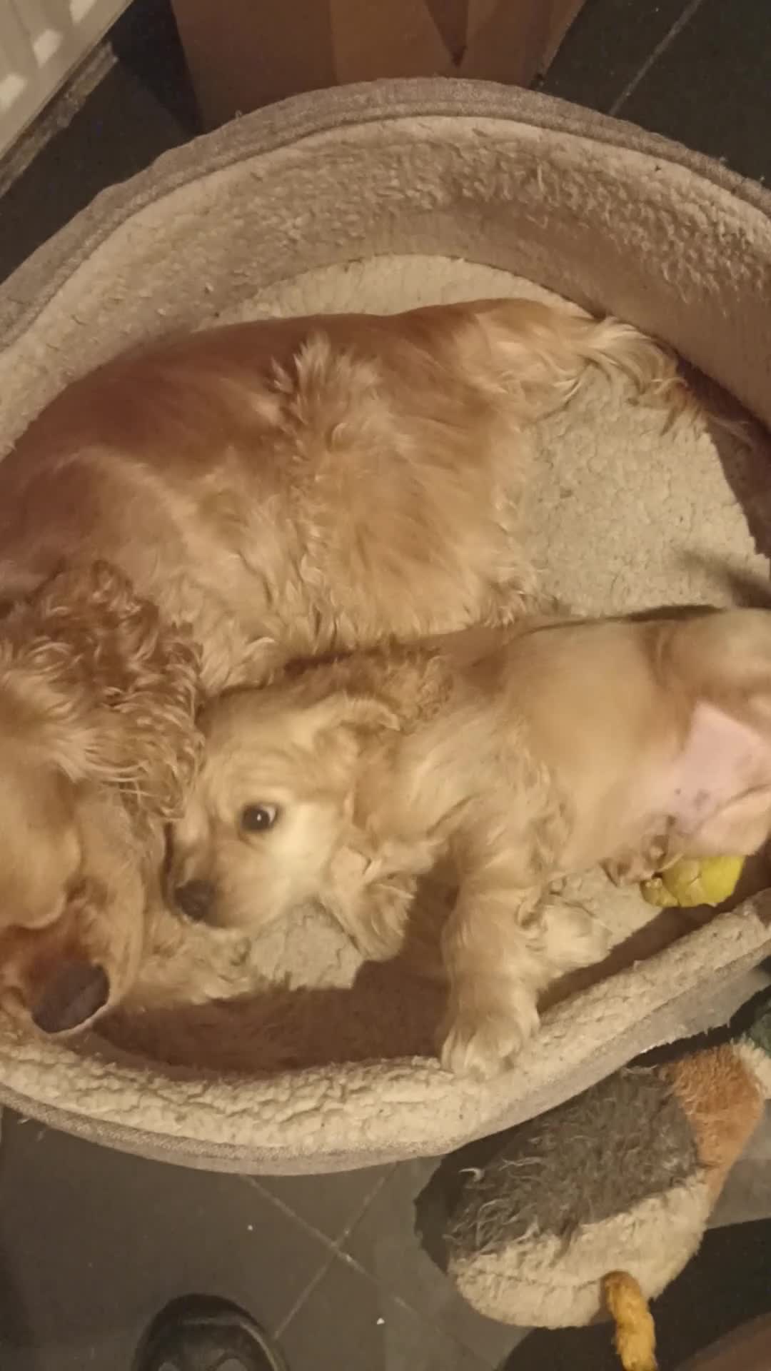 American Cocker Spaniel dogs for stud: American cocker spaniel for stud  in Sutton-in-Ashfield - Video 2