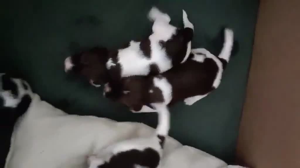 English Springer Spaniel dogs for sale: 🐾Beautiful KC Registered ES Spaniel Puppies🐾 - Video 1