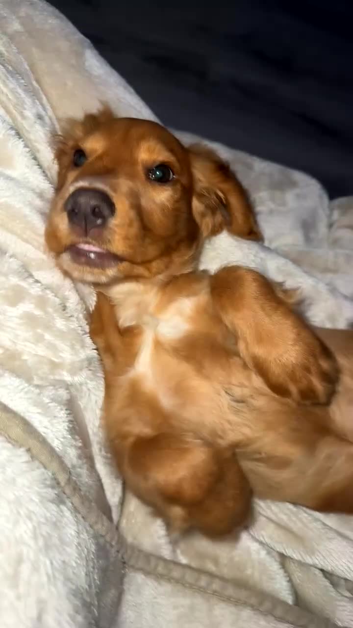 Cocker Spaniel dogs for sale:  Cocka spaniel  - Video 1