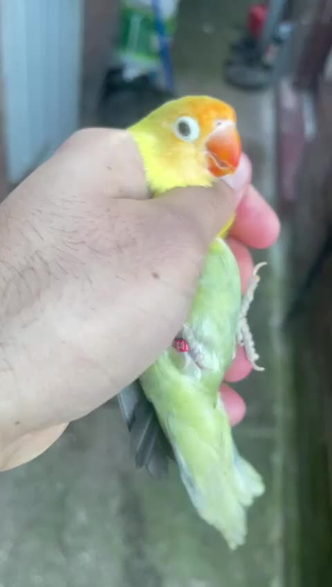 Lovebirds birds for sale: Love birds - Video 1