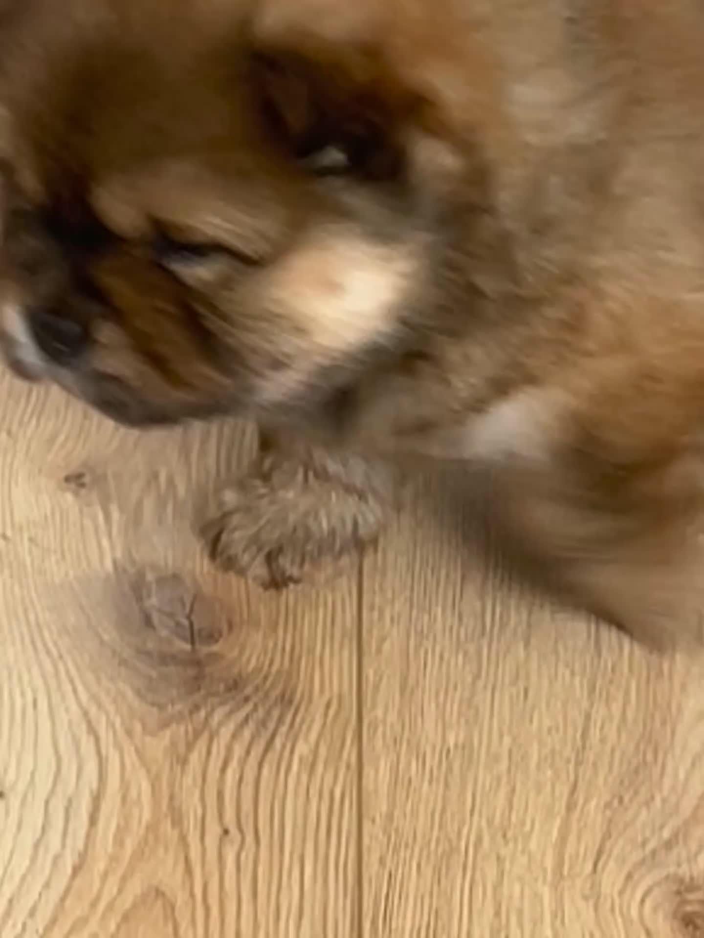 Chow Chow dogs for sale: Chow chow  in Jarrow - Video 1