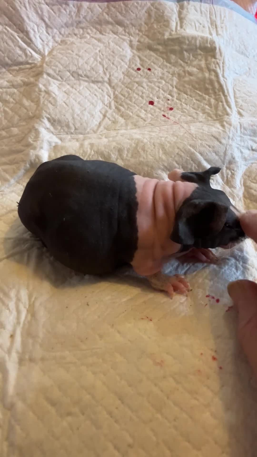 Guinea Pig rodents for sale: Well handled skinny pigs.  - Video 1