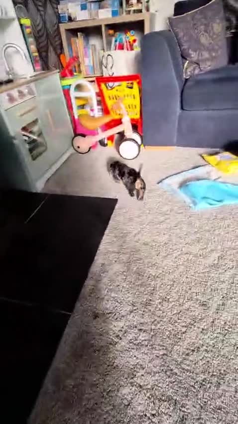 Dachshund dogs for sale: KC Wirehaired standard Dachshund puppies - Video 2