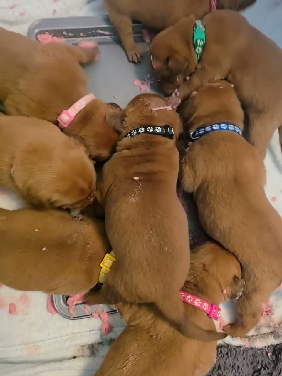 Dogue De Bordeaux dogs for sale: Chunky ddb puppies - Video 5