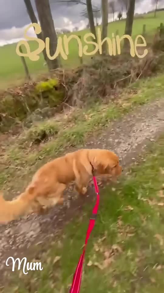 Mixed Breed dogs for sale: 🌟 Golden Retriever x Shar Pei Puppies 🌟 - Video 2