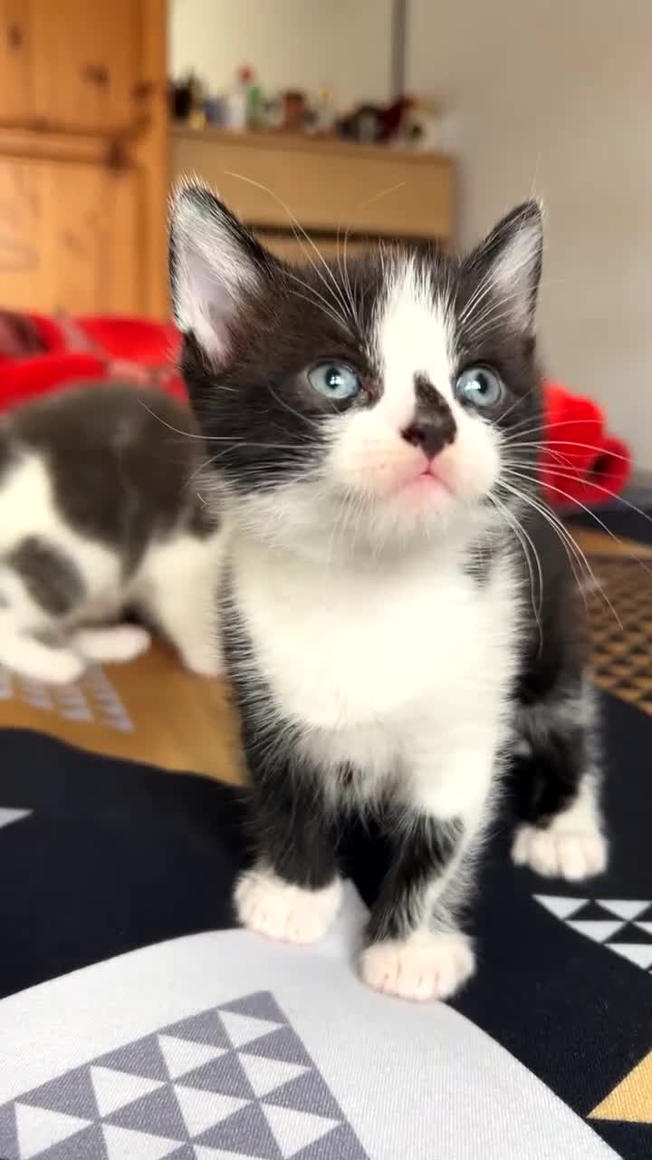 Mixed Breed cats for sale: 2 Adorable kittens  - Video 2