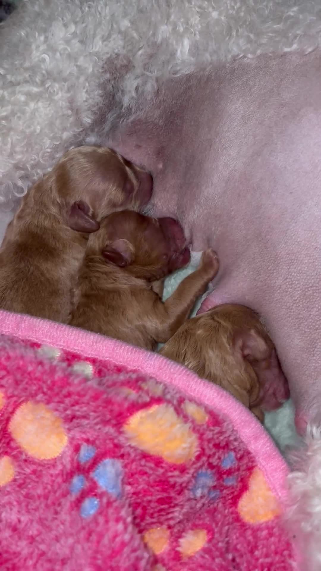 Miniature Poodle dogs for sale: Red Miniature poodle puppy’s 🐩🤍🐾 in Diss - Video 1