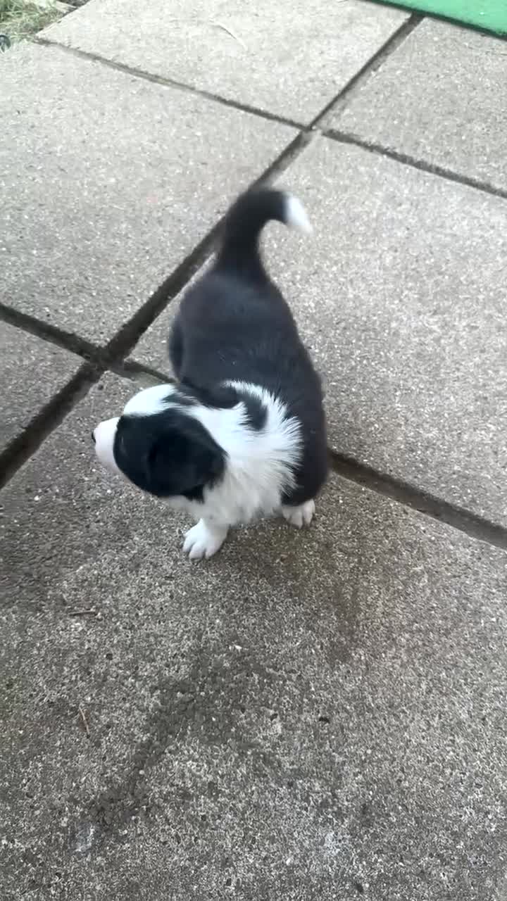 Border Collie dogs for sale: Border collie puppies for sale  - Video 1