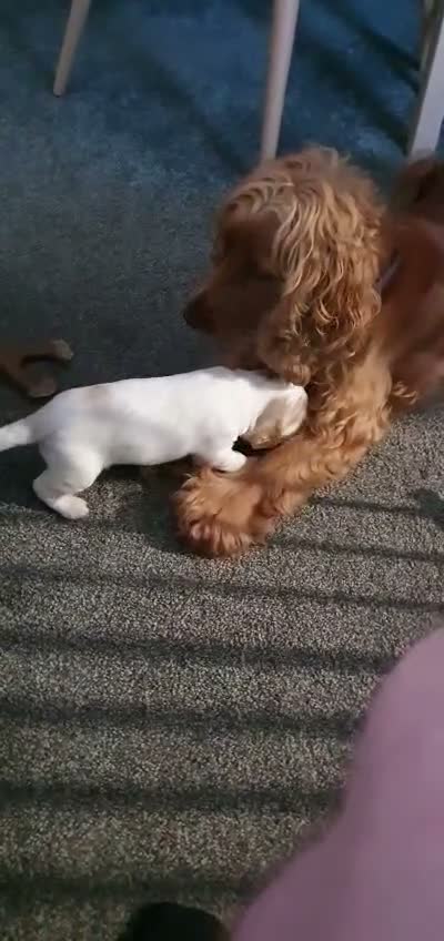 Cockapoo dogs for sale: Gorgeous Cockapoo puppies - Video 1