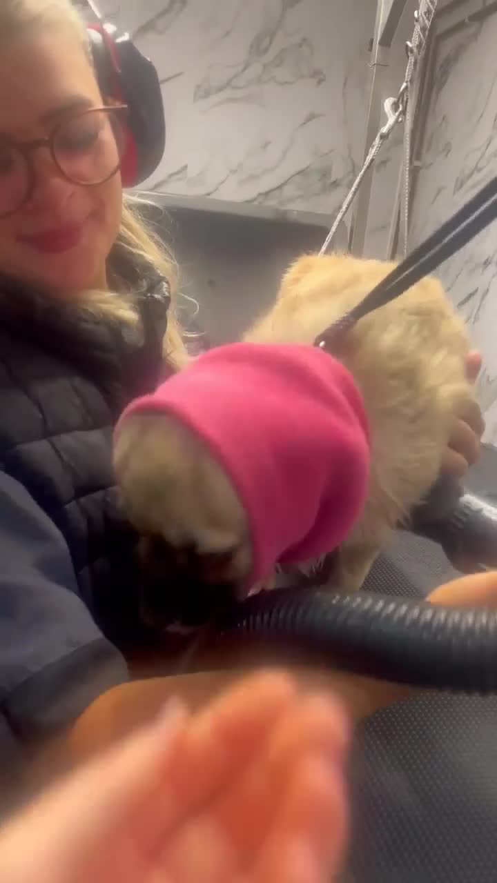 Chug dogs for sale: Chug - Pug Chihuahua Cross - Age Two - Video 1