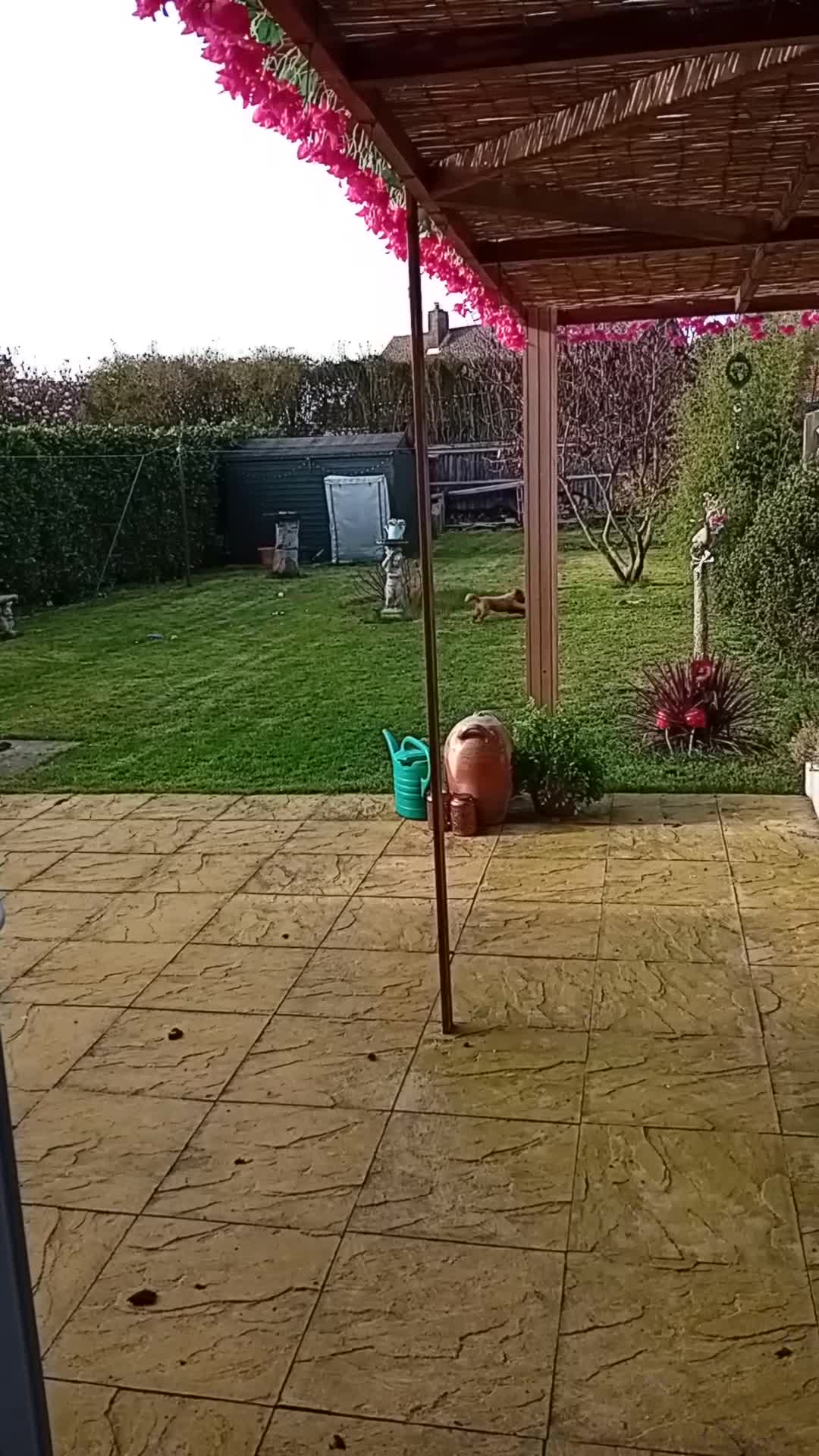 Cockapoo dogs for sale: Cockapoo for rehoming 9 months old - Video 1