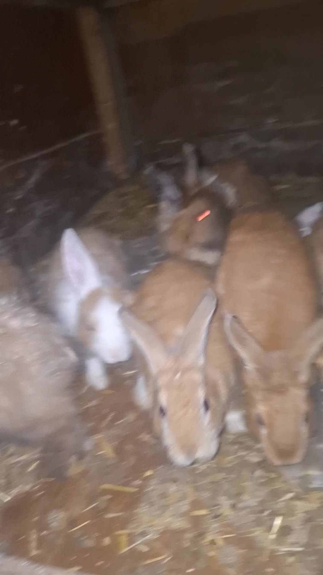 Mixed Breed rabbits for sale: Rabbit  - Video 2