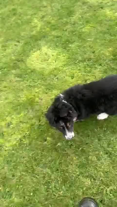 Border Collie dogs for sale: Male border collie - Video 1