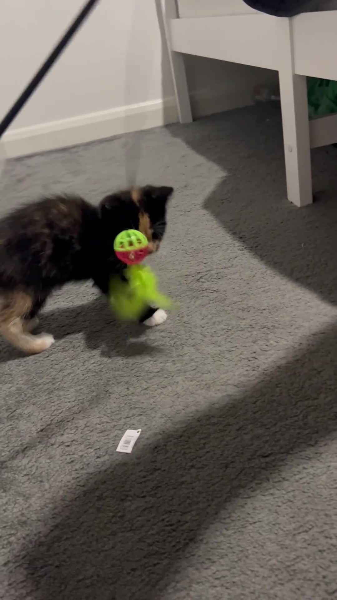 Domestic Shorthair cats for sale: Kitties to rehome with EVERYTHING INCLUDED  - Video 2