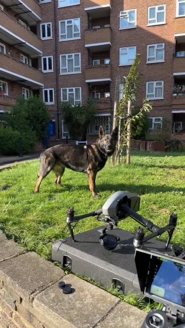 German Shepherd dogs for stud: CZ IMP SABLE Pedigree German Shepherd in London - Video 2