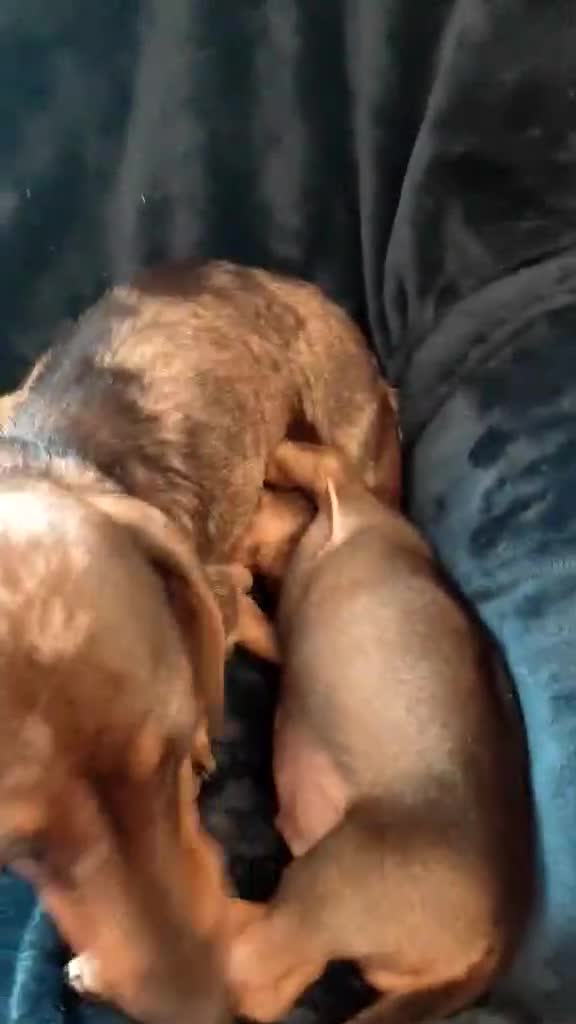 Dachshund dogs for sale: 3 Beautiful Dachshund Puppy’s - Video 1