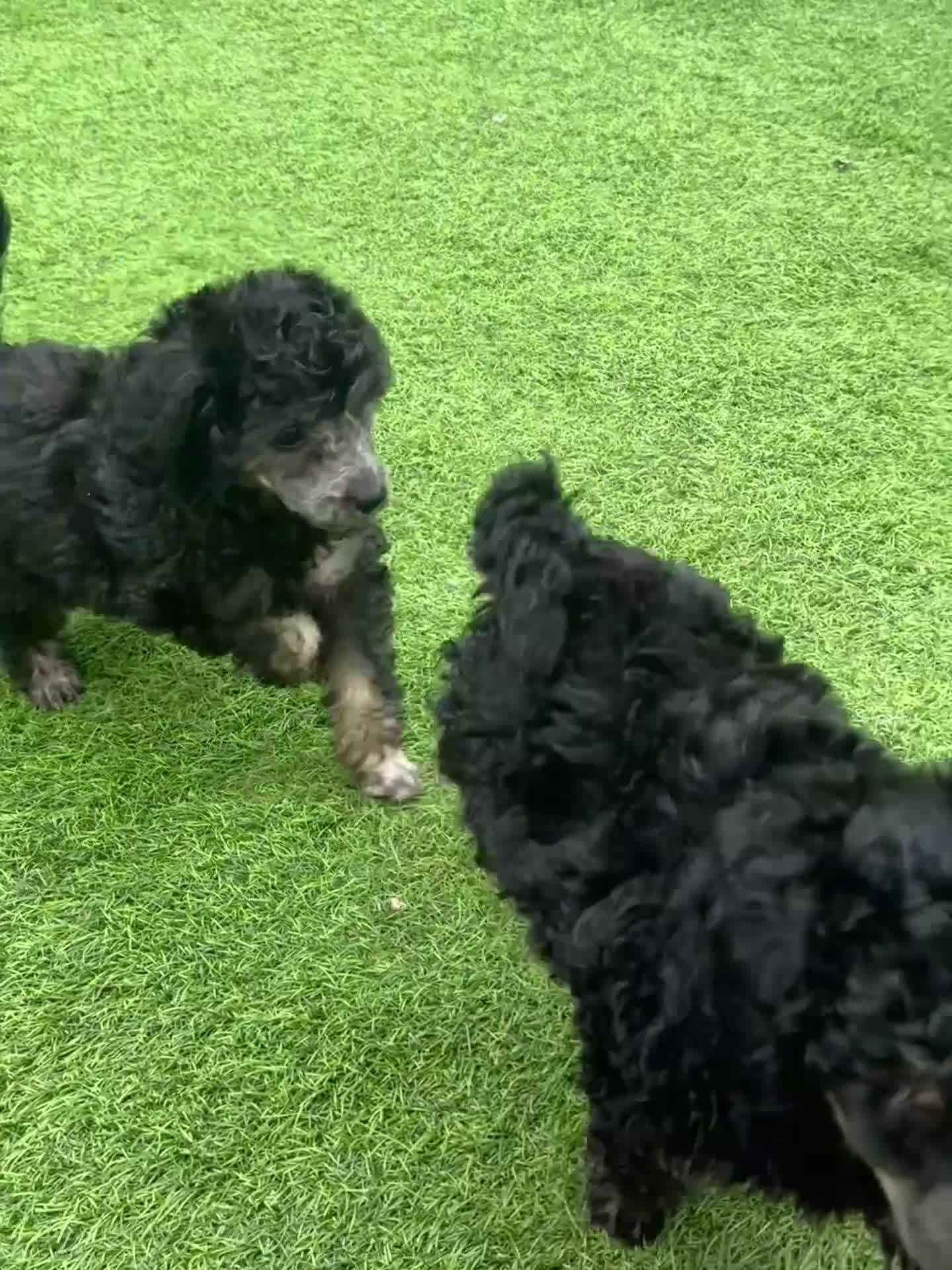 Toy Poodle dogs for sale: KC Healthtested Toy Poodle puppies phantom silver  - Video 4