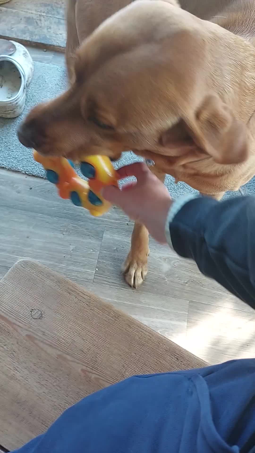 Labrador Retriever dogs for stud: Proven Stud. Dexter, 3. KC registered - Video 1