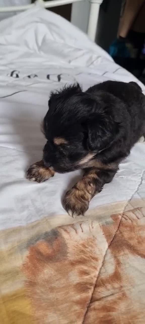 Chinese Crested dogs for sale: Chinese Crested Powder Puff Puppies – Ready Now 🐾 - Video 1