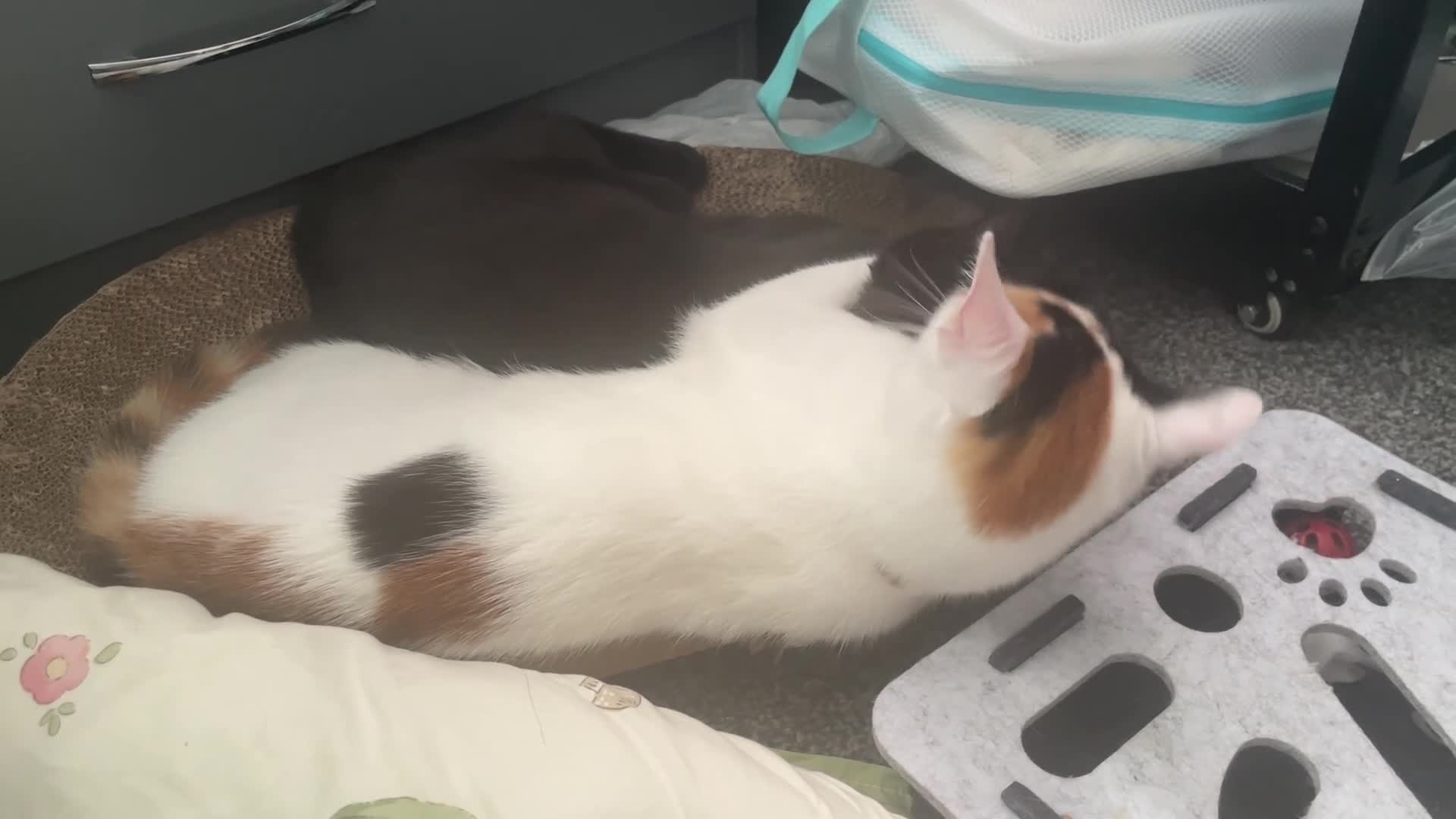 Mixed Breed cats for sale: Sweet & Playful Cat Duo Seeking Loving Home - Video 1