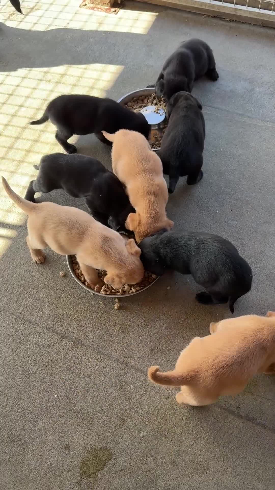 Labrador Retriever dogs for sale: KC reg Labrador pups  - Video 1