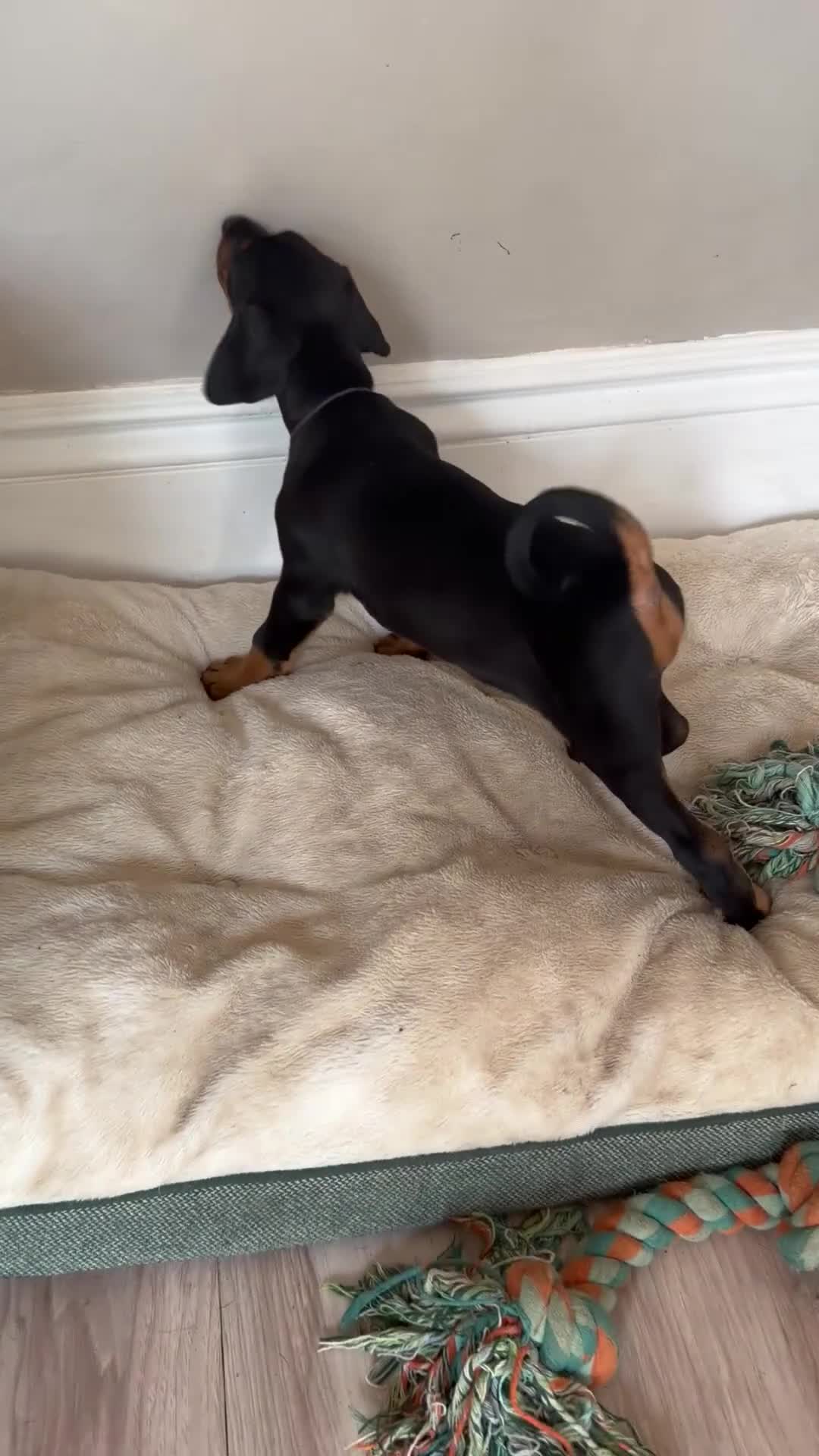 Dobermann dogs for sale: Ready now 1 girl Doberman puppy - Video 3