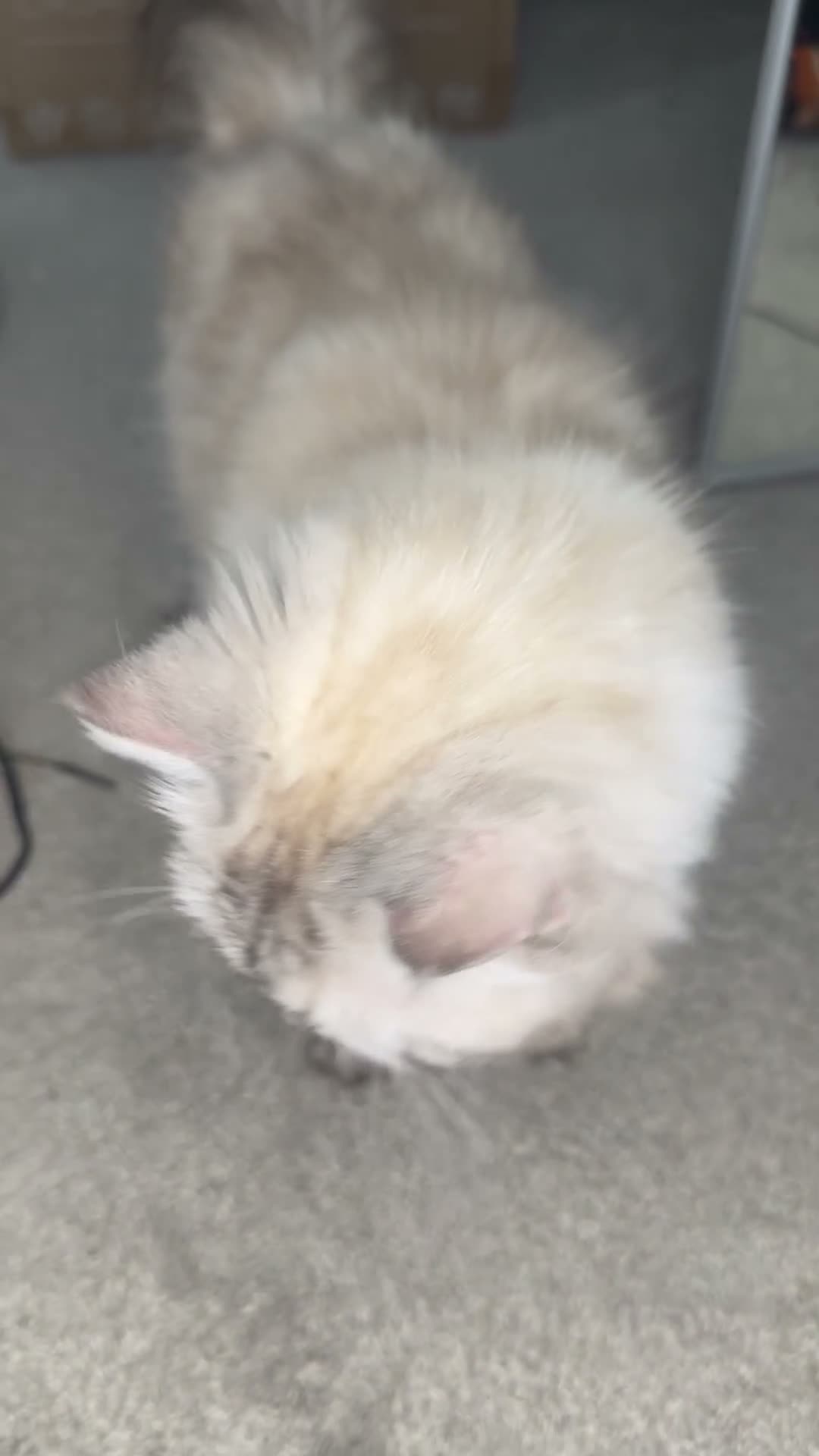 Ragdoll cats for sale: Gorgeous Ragdoll Lynx Point Female - Video 1