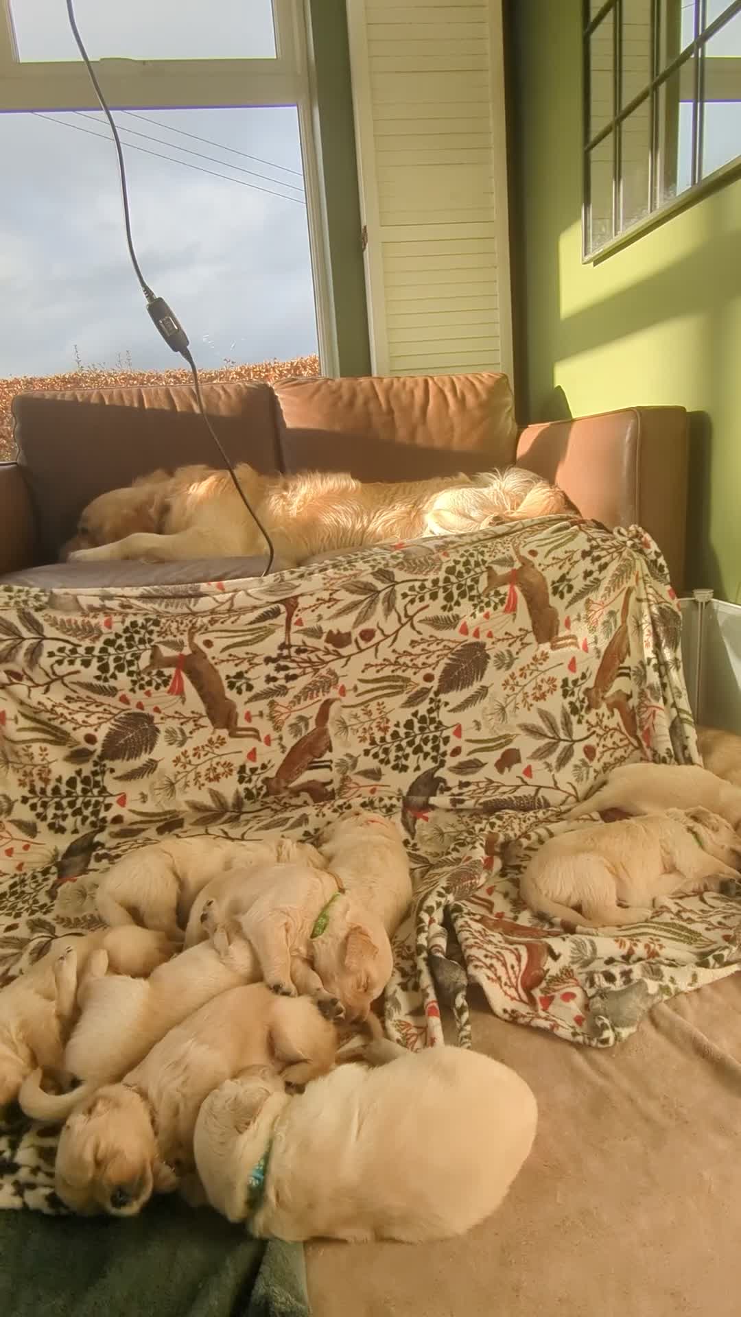 Golden Retriever dogs for sale: Chunky golden pups - Video 1